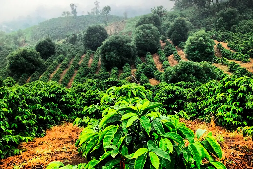guatemala-coffee-bean-plantation
